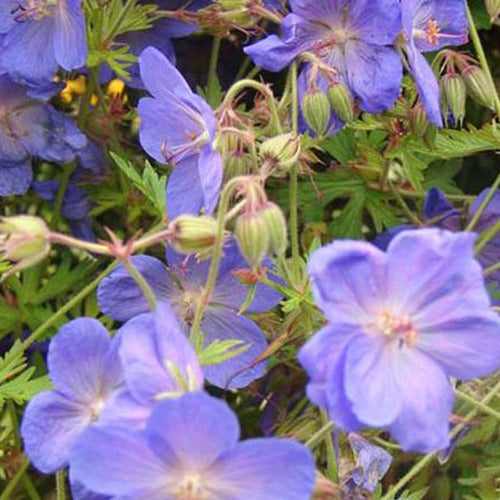Bakker Géranium vivace Brookside plante vivace pot 9cm violet