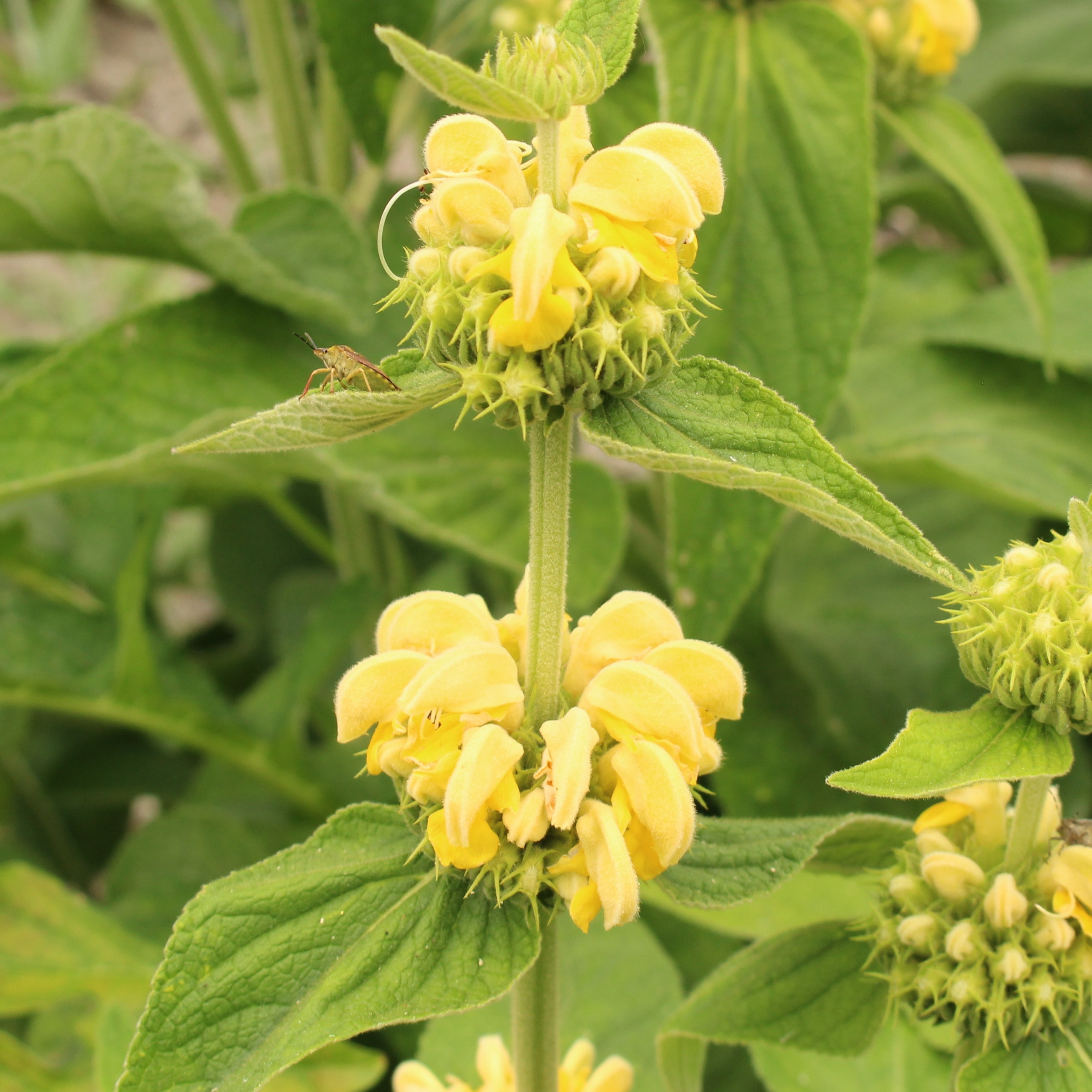 Bakker Sauge de Jérusalem Phlomis vivace pot 8cm jaune