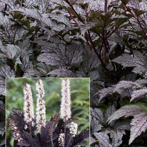 Bakker Vivaces Cierge Black Negligée plante pot Ø 9cm