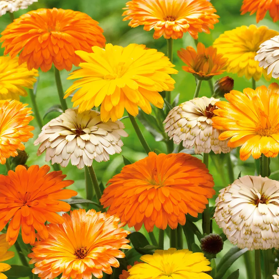 Bakker 3 Soucis résistants au froid mélange plante vivace 3 pots Ø 9cm