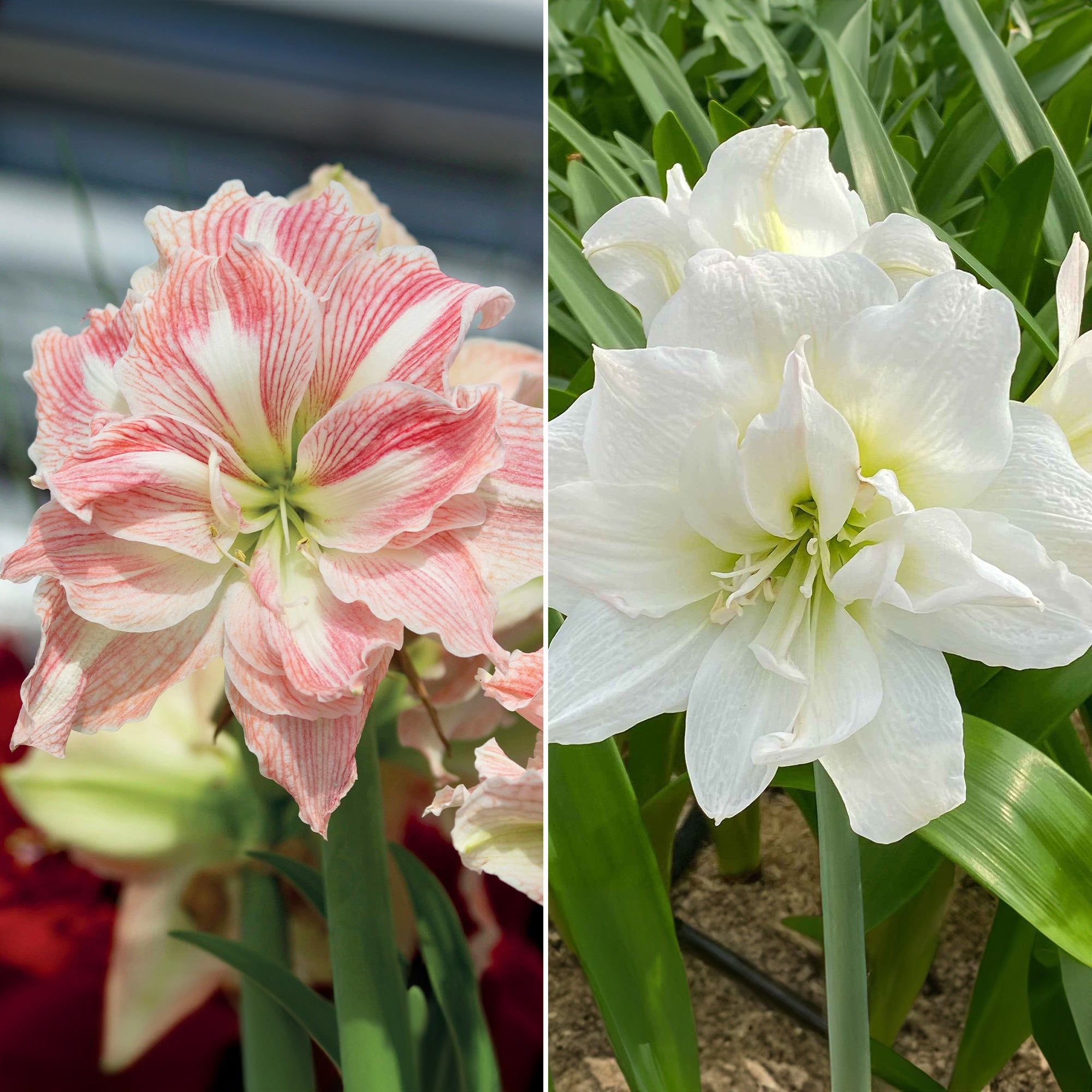 Bakker Bulbes Amaryllis rose blanche lot 2 bulbes