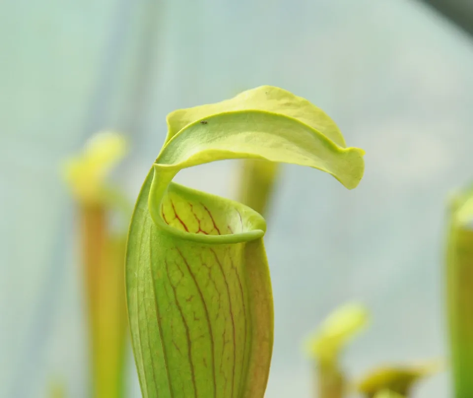 Carniflore Sarracenia alata large pitchers trompette pot 11cm