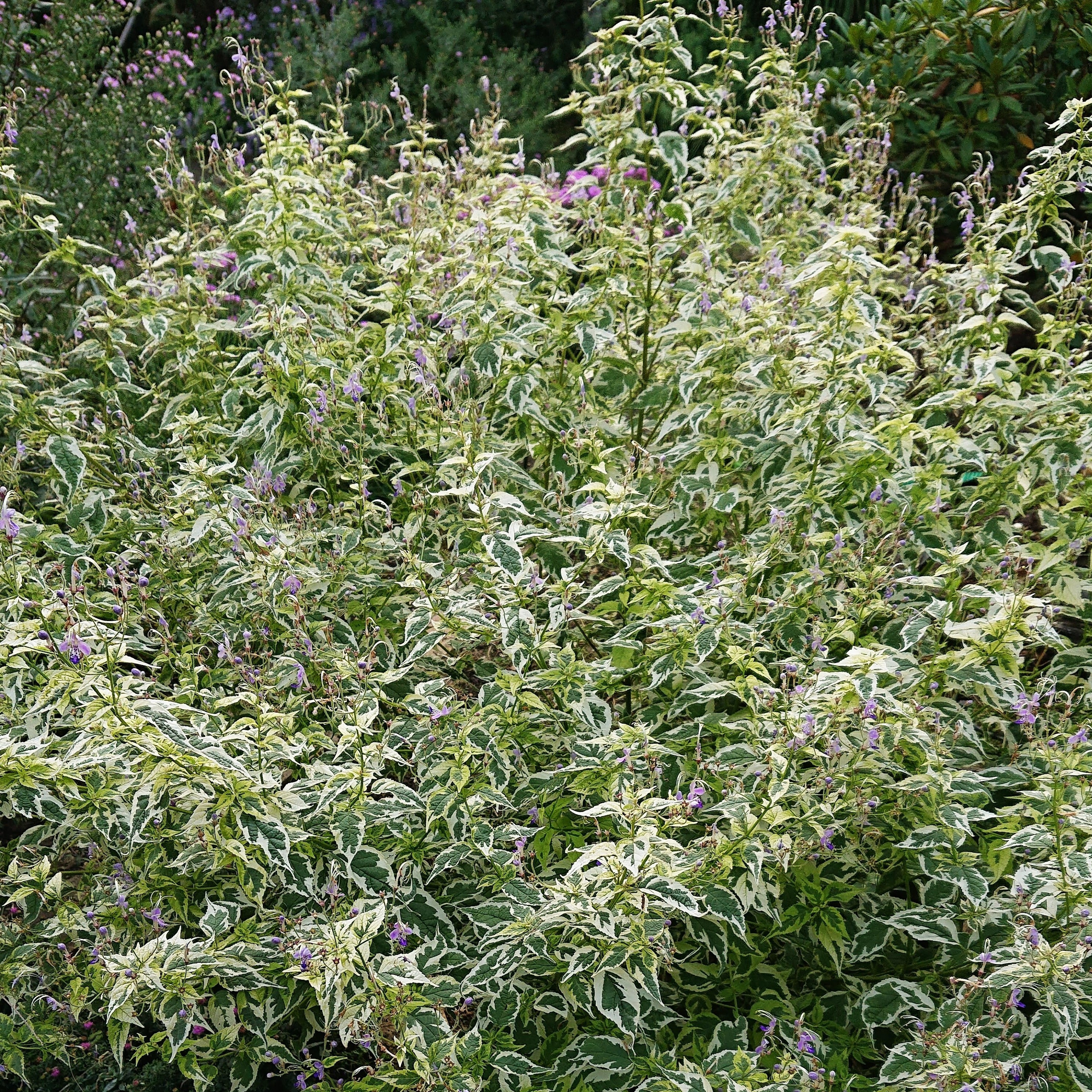 Passion Vivaces Caryopteris Snow Fairy plante pot 1L panaché bleu