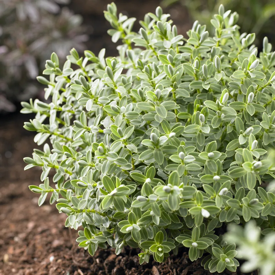 Bakker Hebe Sutherlandii véronique arbustive pot Ø17cm feuillage gris