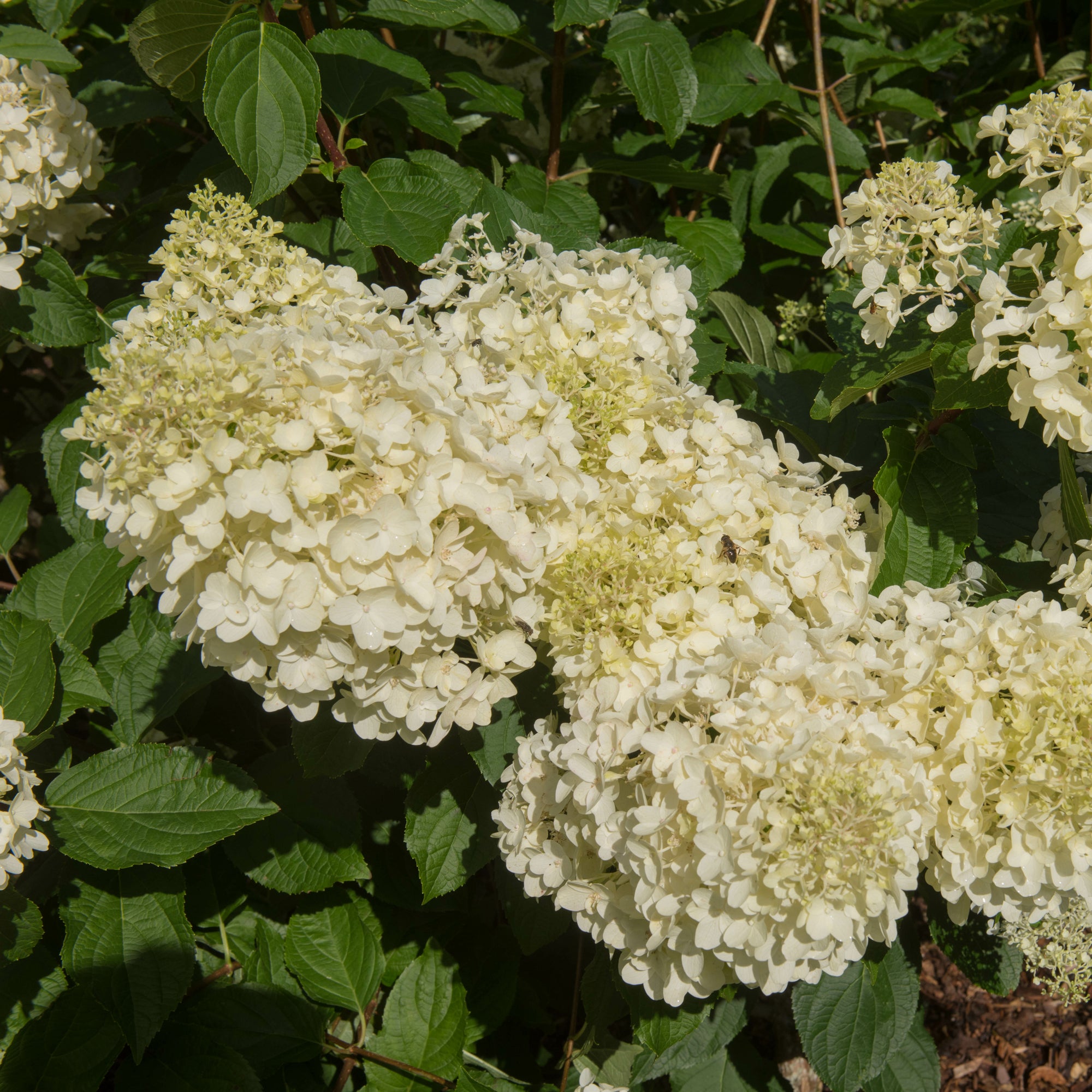 Bakker Hortensia paniculé Silver Dollar arbuste lot 2 pots 3L