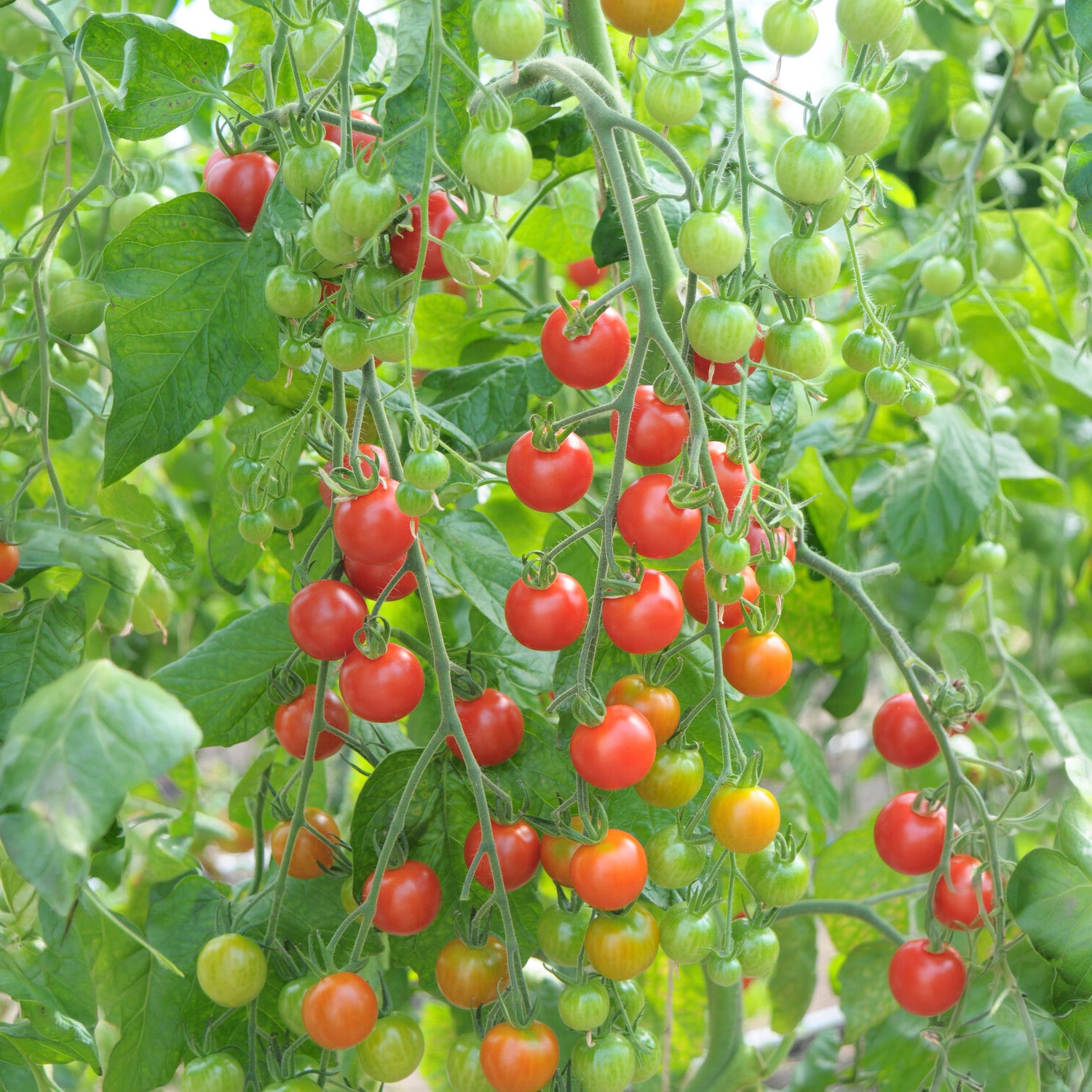 Bakker Supersweet 100 tomate cerise rouge 3 plants sucrée