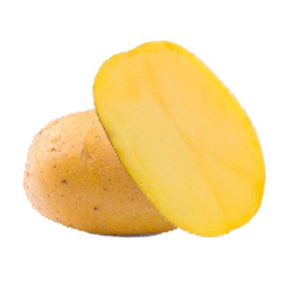 Bakker Goldmarie pomme de terre bio 25 plants 25-35mm