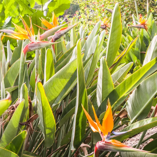 Bakker Strelitzia reginae oiseau du paradis pot 5L 100-120cm