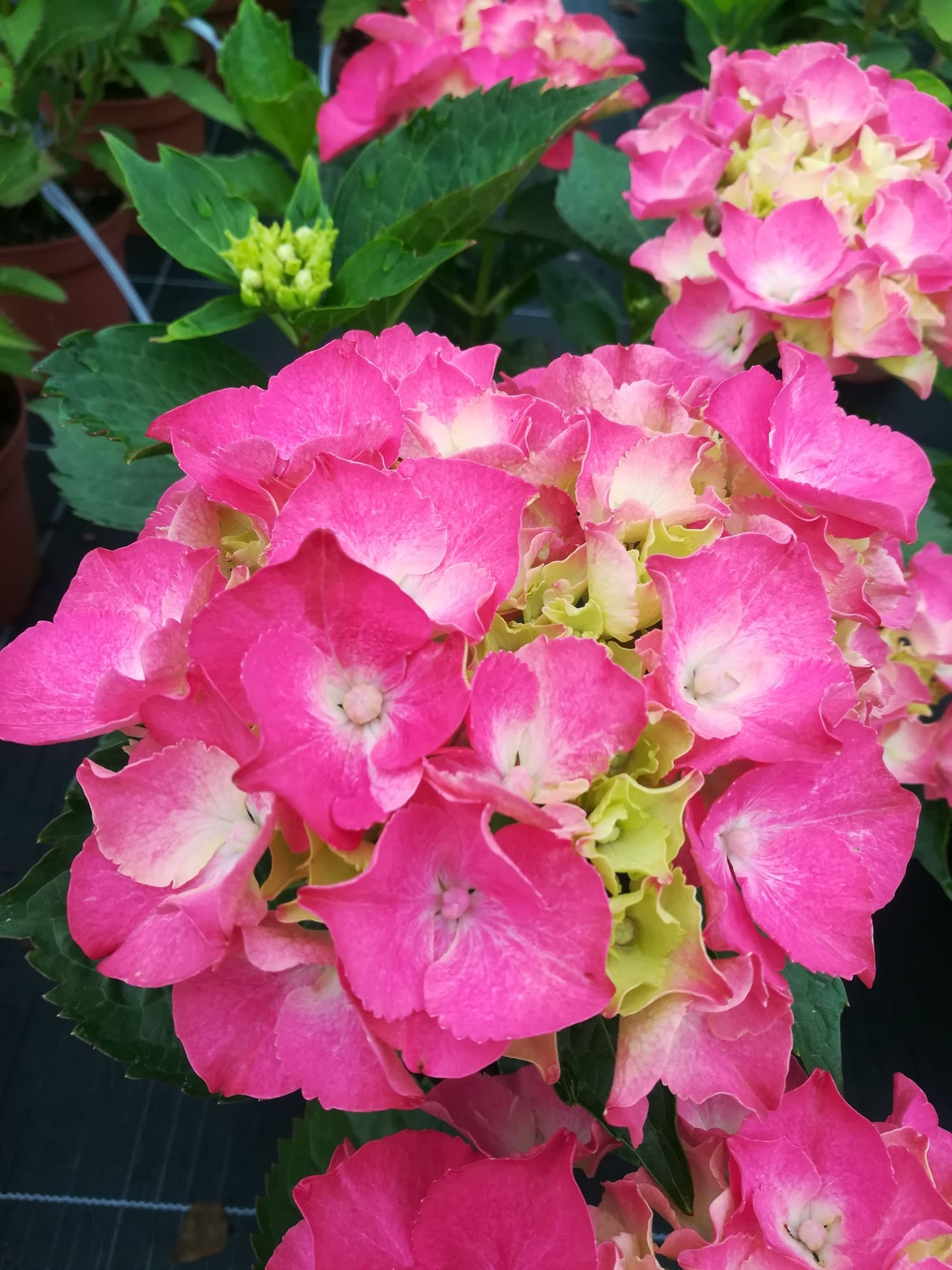 Les Hortensias du Haut Bois Merveille hortensia macrophylla rondes