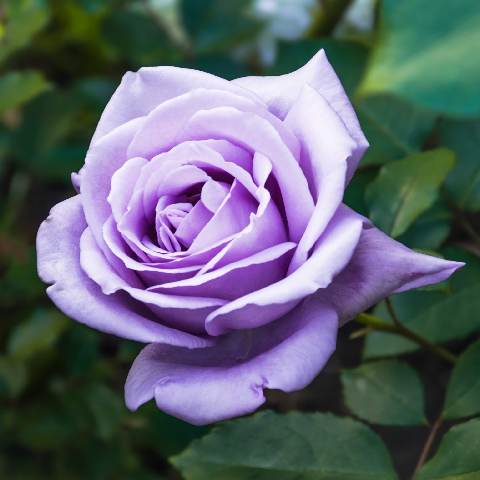 Bakker rosier buisson violet racine nue 2+ branches parfumé