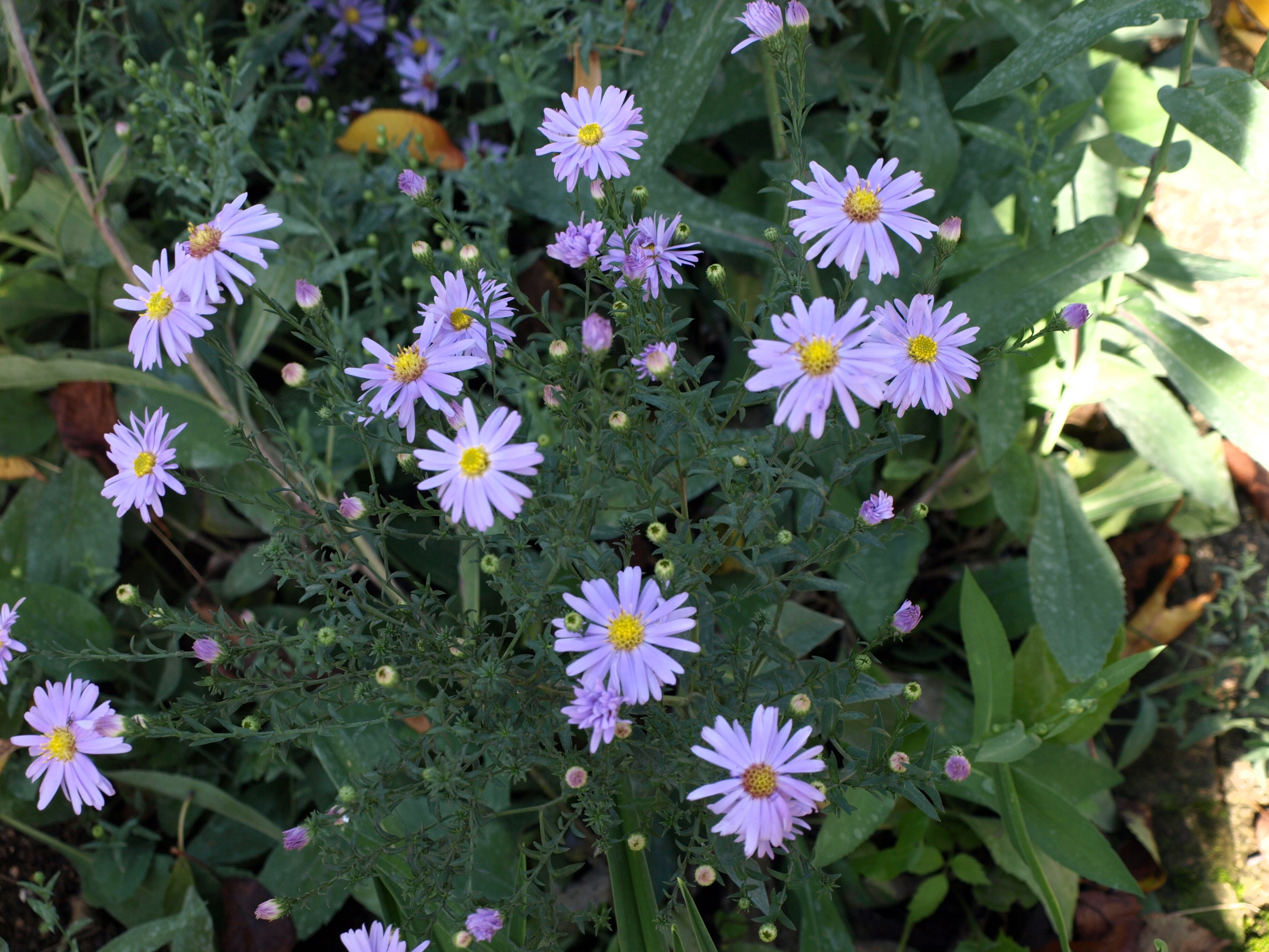 Passion Vivaces Aster laevis plante vivace godet bleu ciel