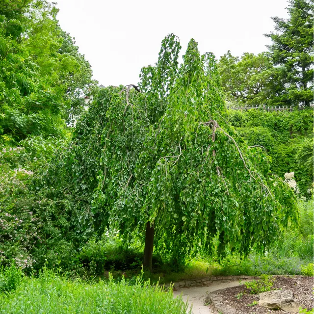 Bakker Hêtre pleureur arbre pot 2L 40-60cm