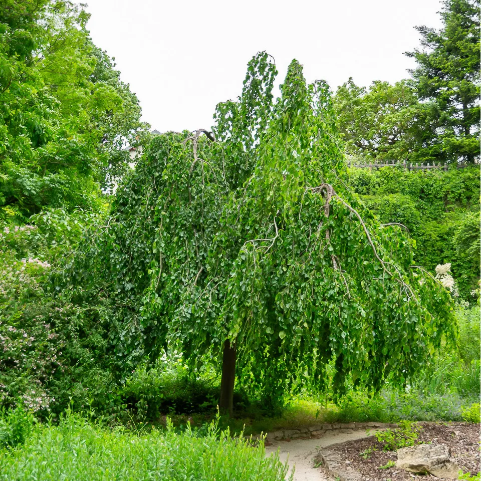 Bakker Hêtre pleureur arbre pot 2L 40-60cm
