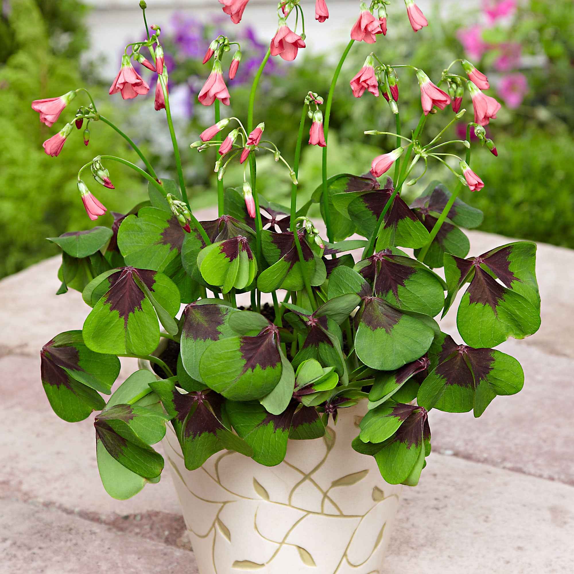 Bakker Bulbes Oxalis deppei Iron Cross 50 bulbes rose