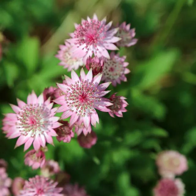 Bakker Rosea astrance major vivace 3 racines nues rose