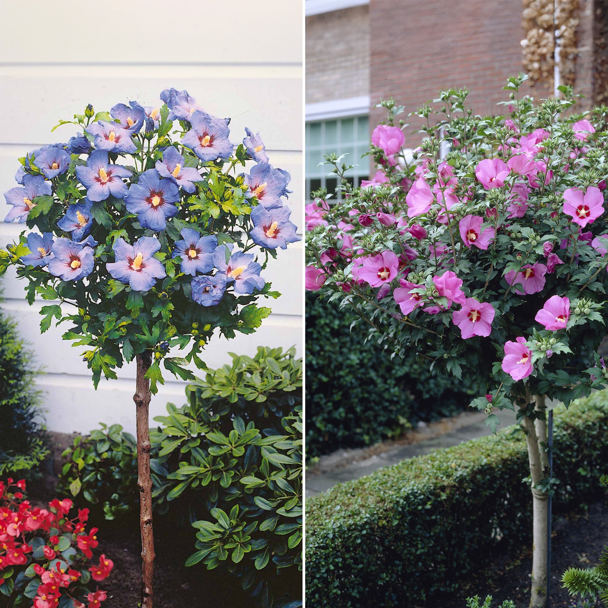 Bakker Arbustes Hibiscus jardin sur tige 2 mottes 60-70cm