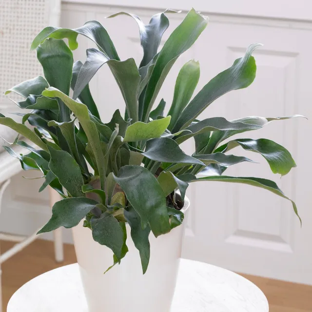 Bakker Plantes d'intérieur Fougère Corne de Cerf pot Ø12cm 25-35cm
