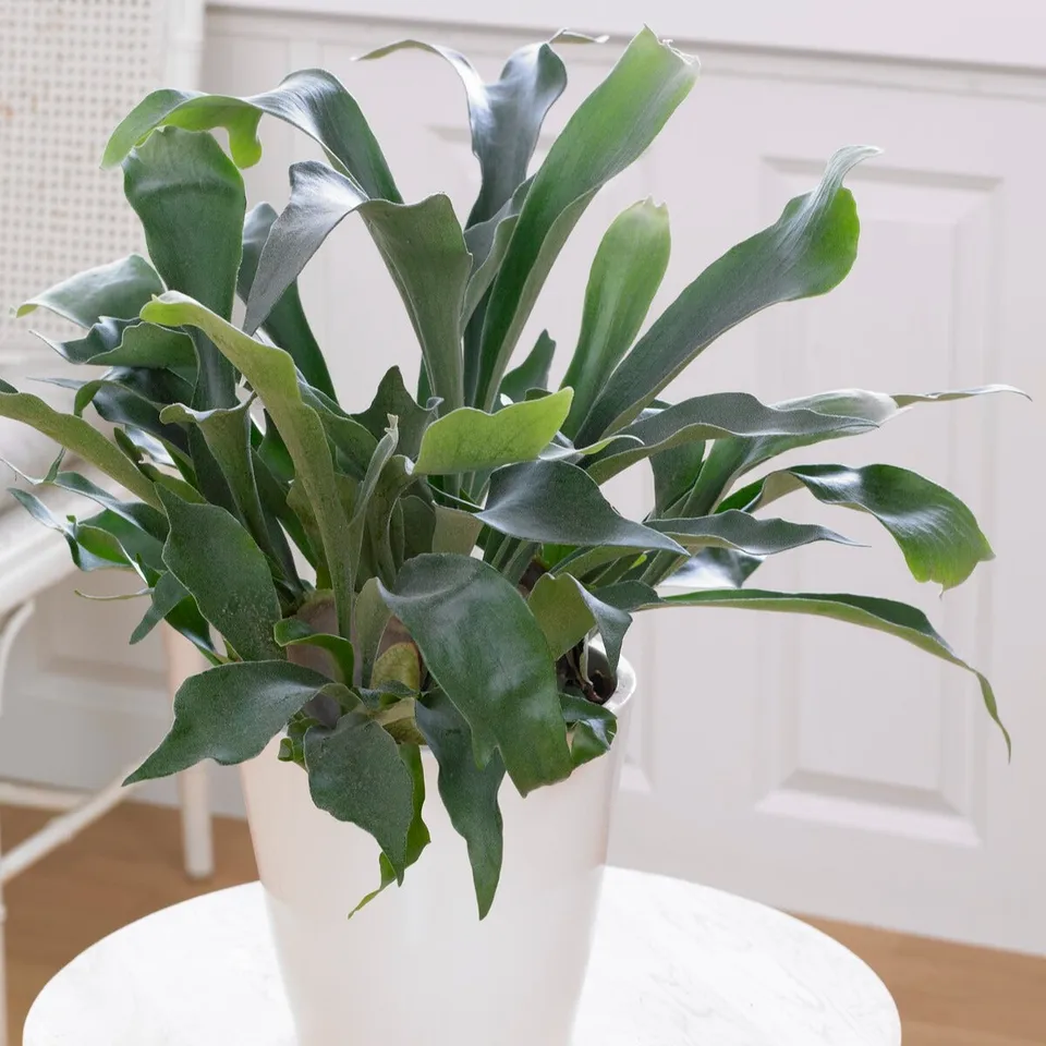 Bakker Plantes d'intérieur Fougère Corne de Cerf pot Ø12cm 25-35cm