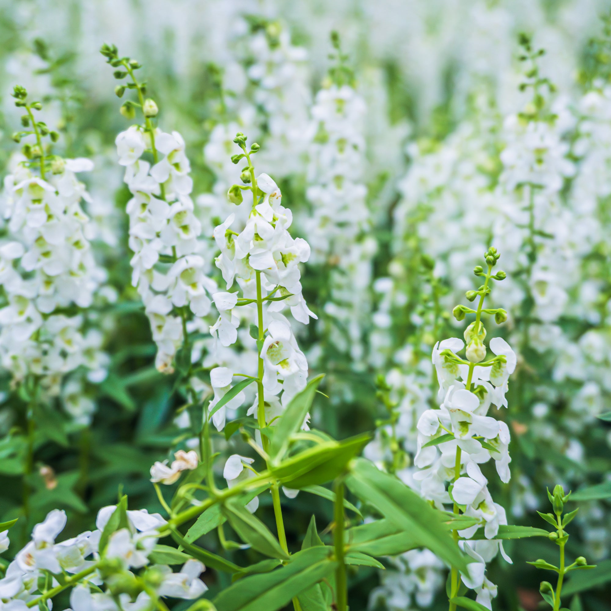 Bakker Angelonia blanche fleur pot 10,5cm