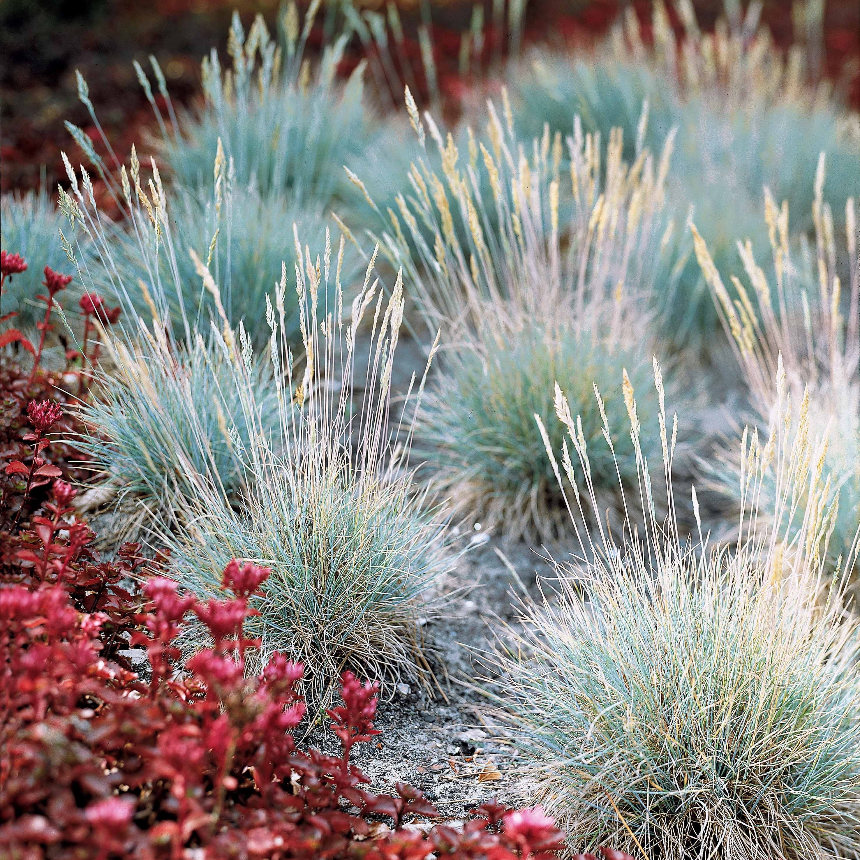 Bakker 3 Graminées colorées vivaces mélange 3 pots Ø9cm