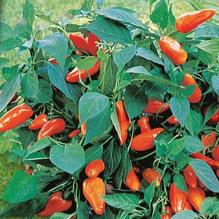 Bakker Tangerine Dream F1 poivron nain sachet 20 graines