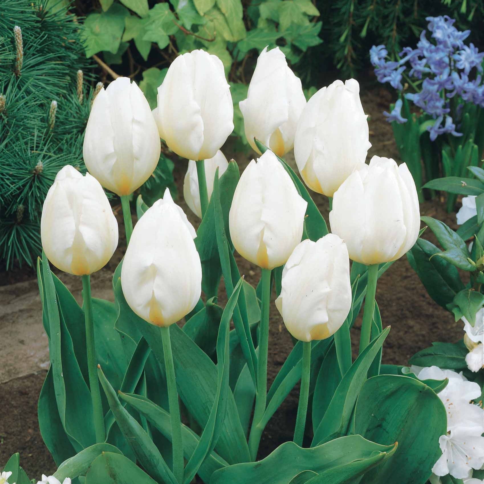 Bakker Collection 20 Tulipes longues tiges bulbe mélange