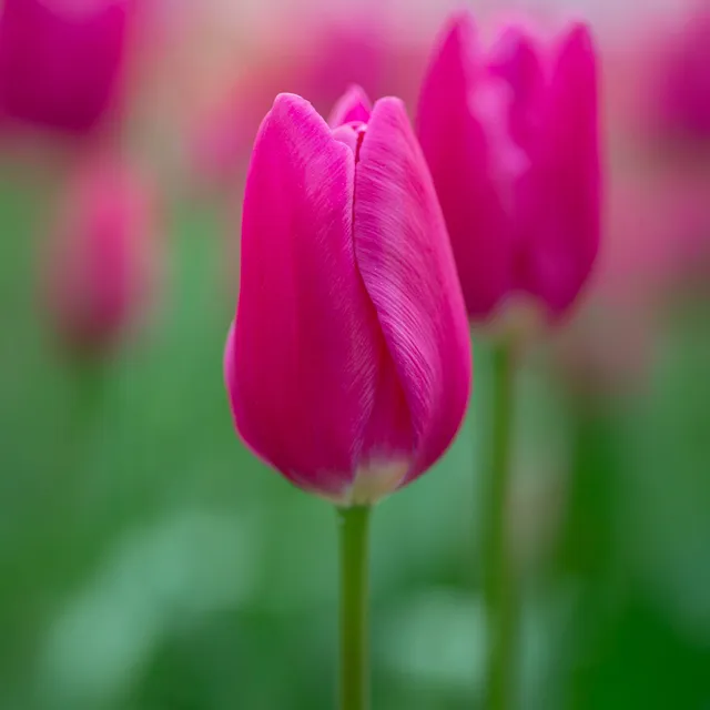 Bakker Tulipe Triomphe Ardour bulbes roses sachet 10