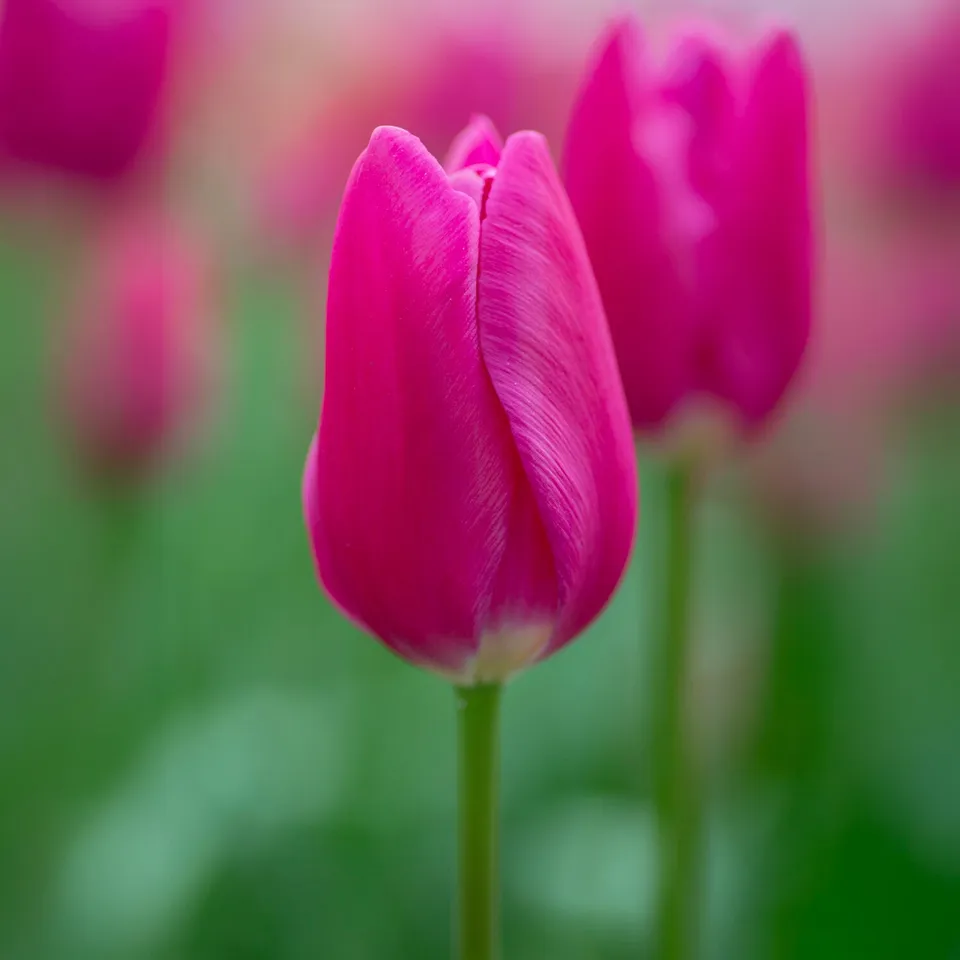 Bakker Tulipe Triomphe Ardour bulbes roses sachet 10