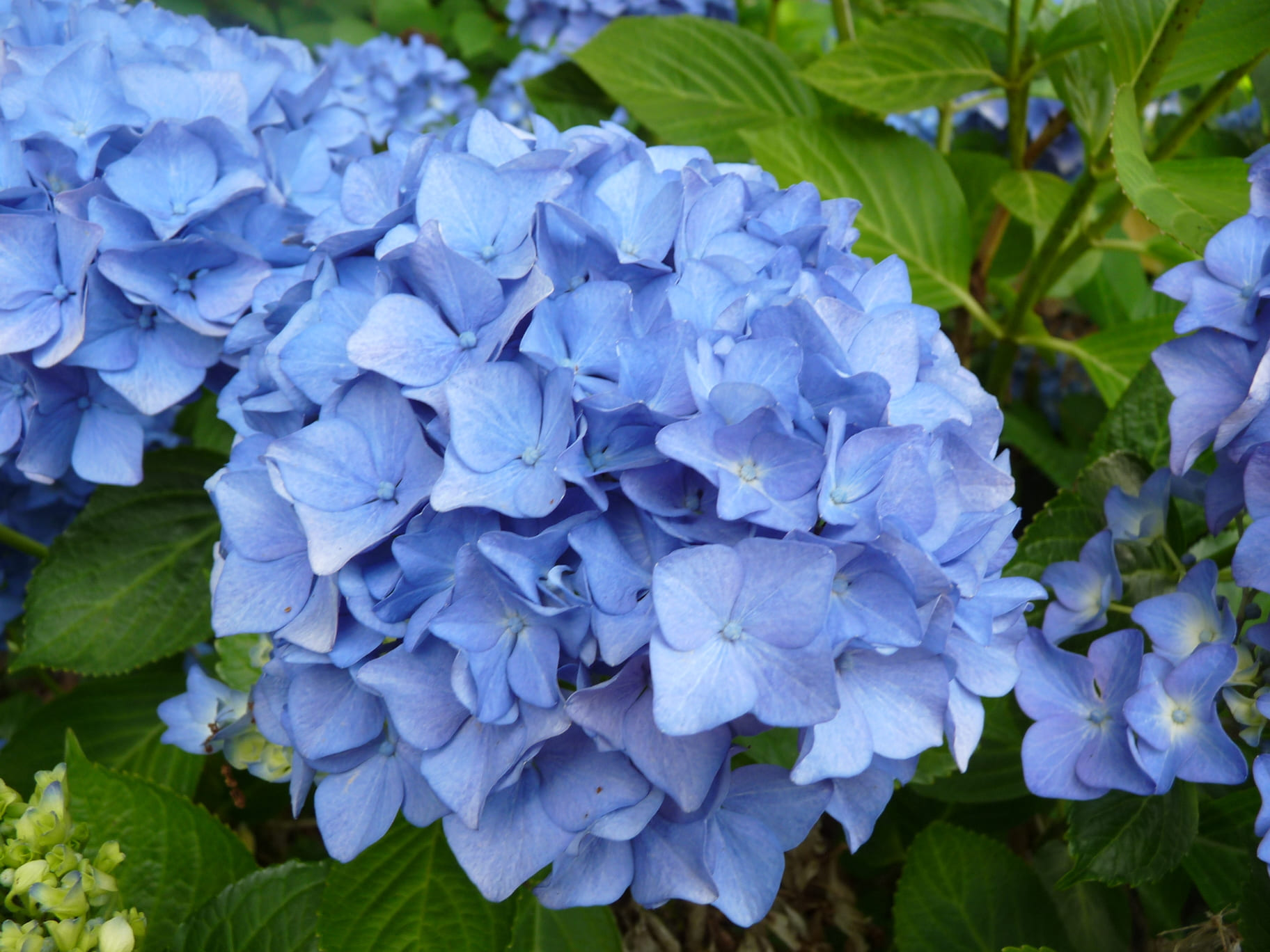 Les Hortensias du Haut Bois Enziandom hortensia macrophylla bleu