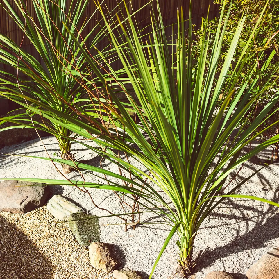 Bakker Cordyline australe arbuste pot 9cm 10-15cm