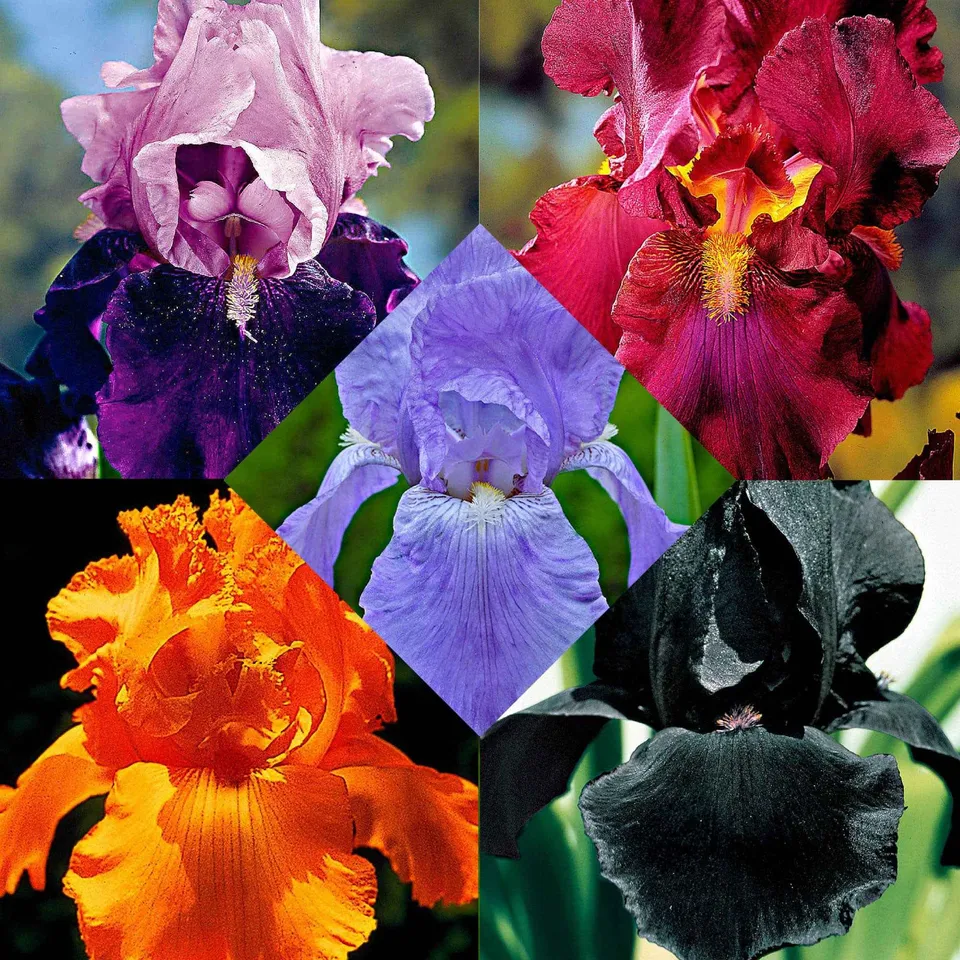 Bakker Magic Melange 5 iris des jardins racines nues couleurs