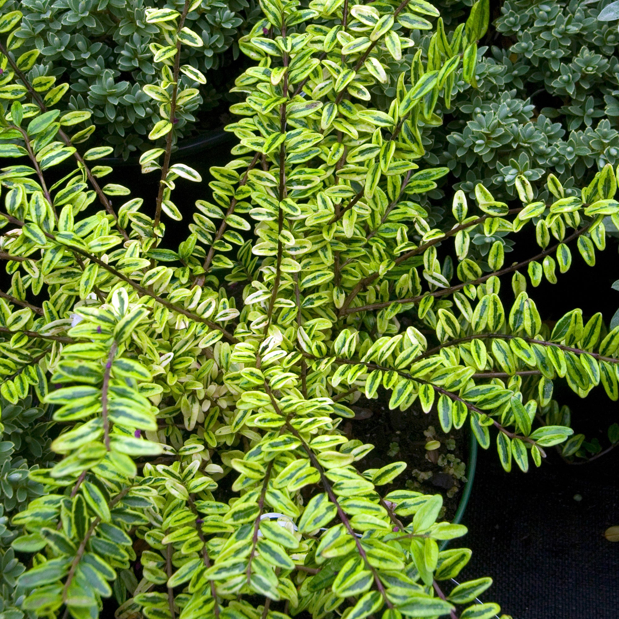 Bakker Plantes d'extérieur Lemon Beauty chèvrefeuille godet 9cm