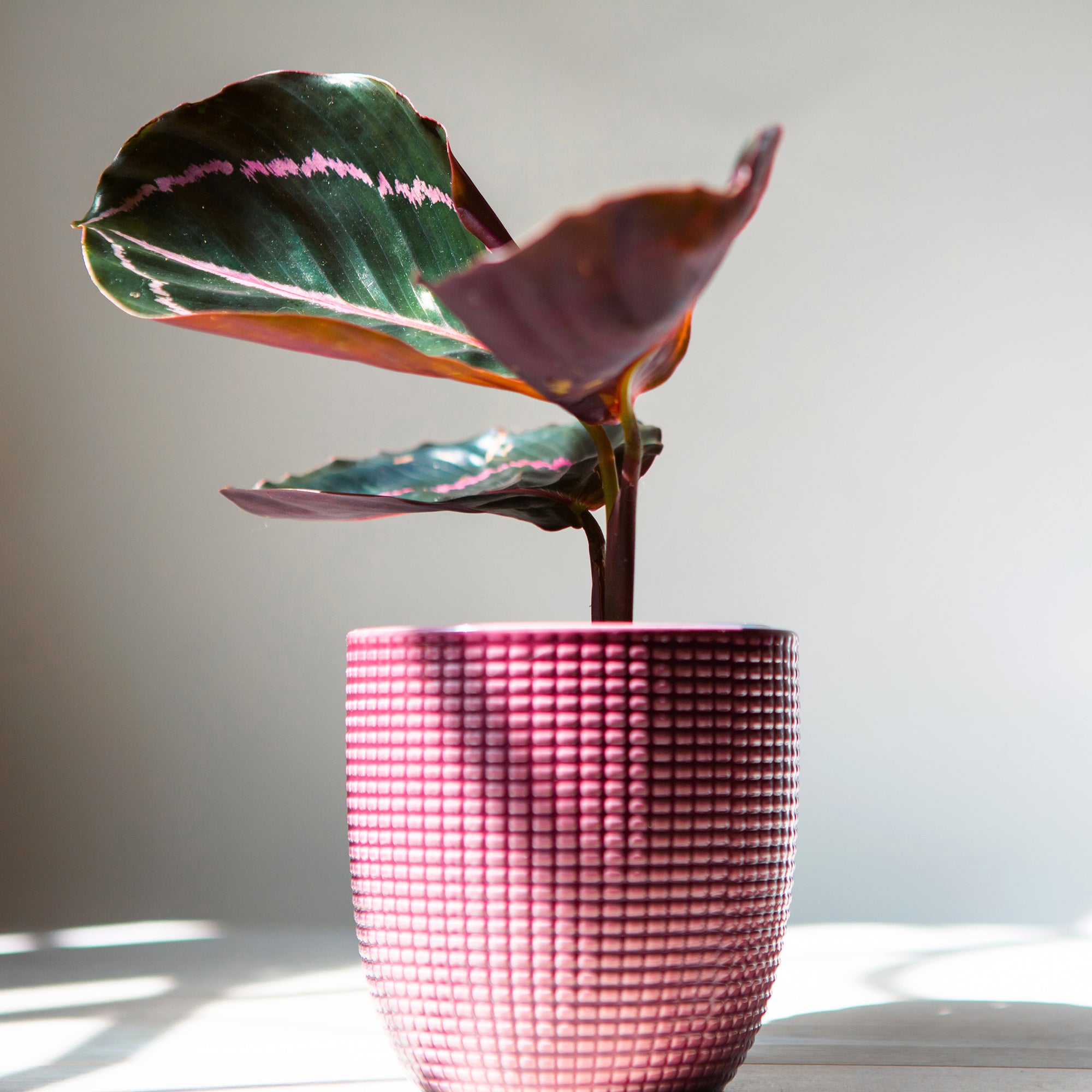 Bakker Calathéa Dottie plante d'intérieur pot 12cm feuillage noir