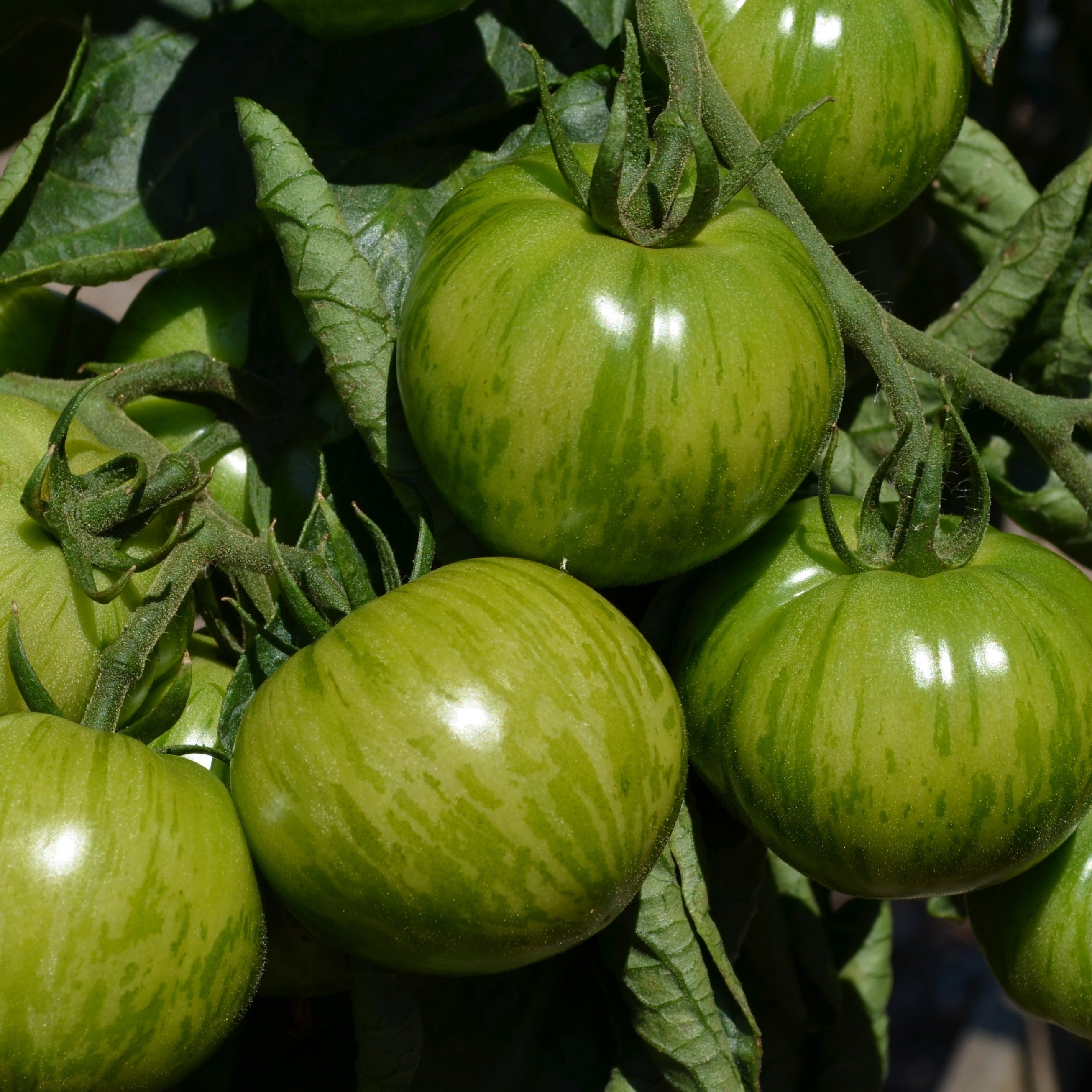 Bakker Potager Plant Tomate Green Zebra 3 plants pot 10,5cm verte