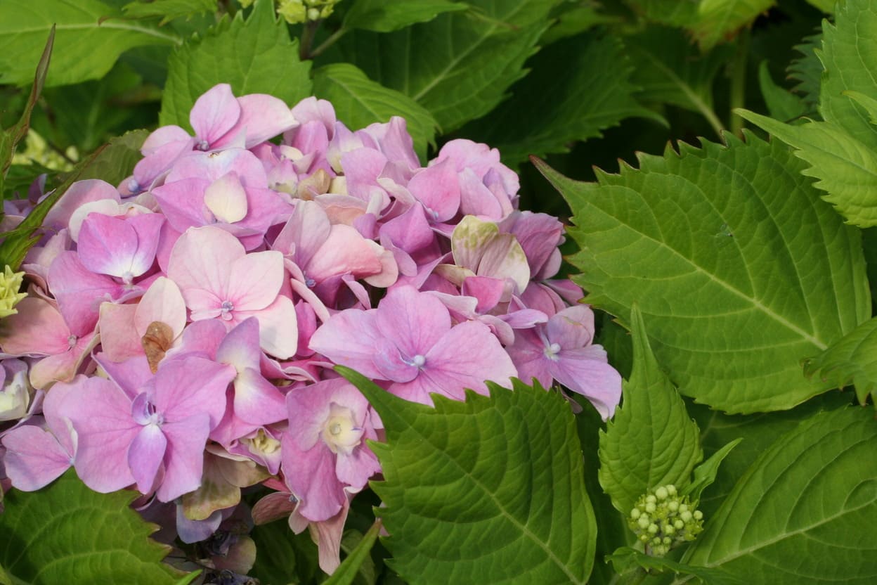 Les Hortensias du Haut Bois J.F Mac Leod hortensia macrophylla rondes godet