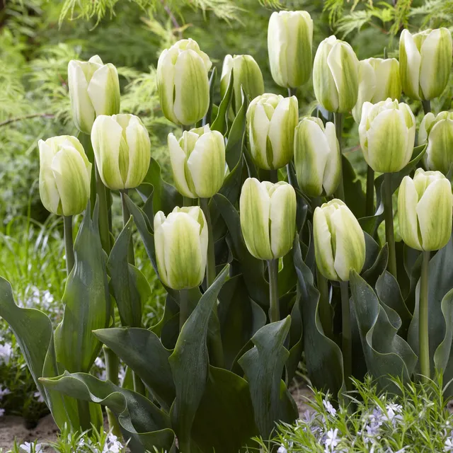Bakker Tulipes Triomphe Green Spirit 7 bulbes crème vert