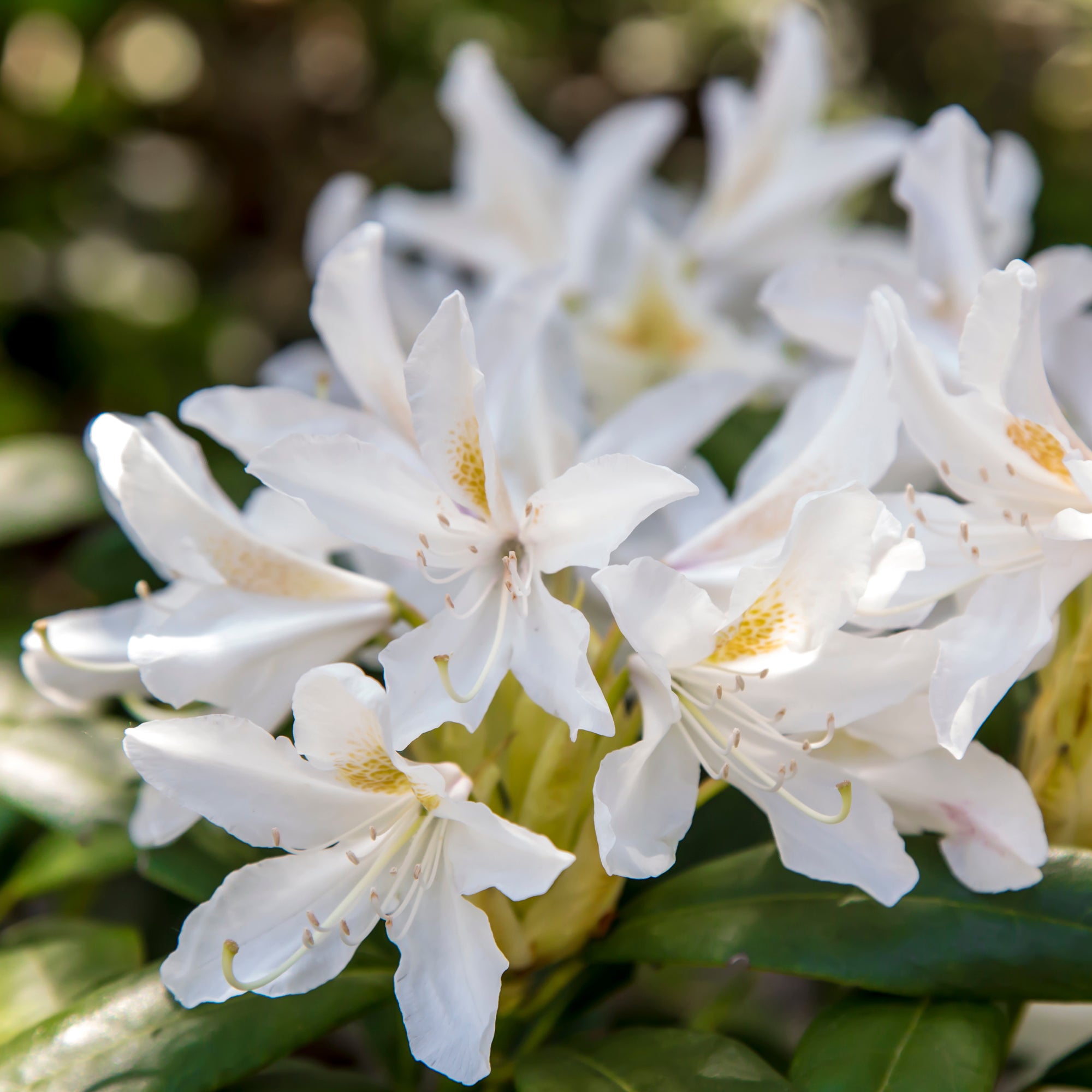 Bakker Rhododendron Cunningham's White blanc pot 3L