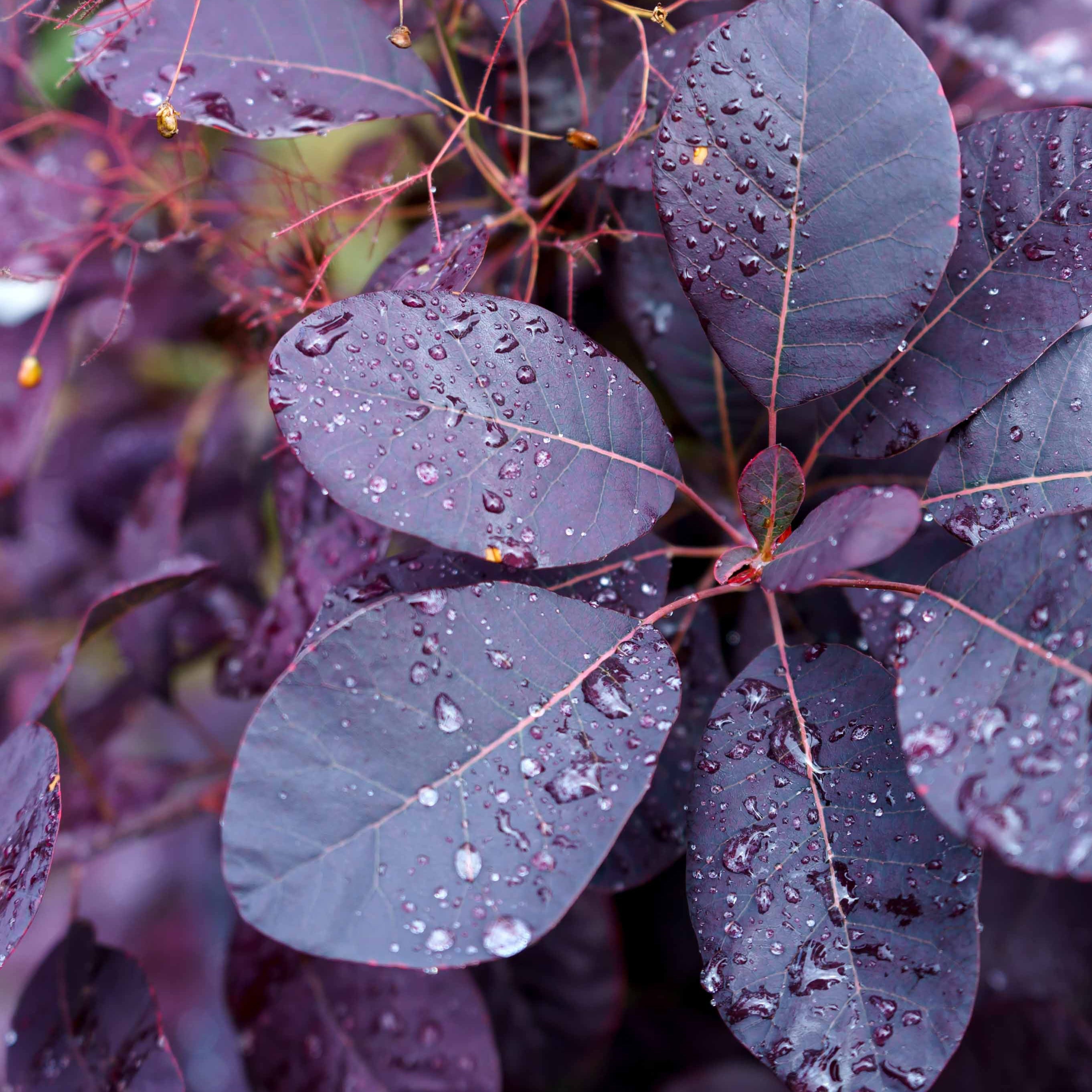 Bakker Arbre à perruque Royal Purple pot 2L pourpre