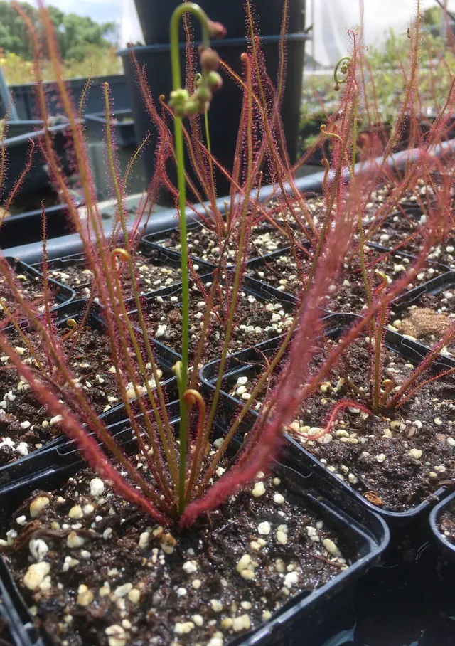 Carniflore Drosera filiformis floridana plante carnivore pot 9cm