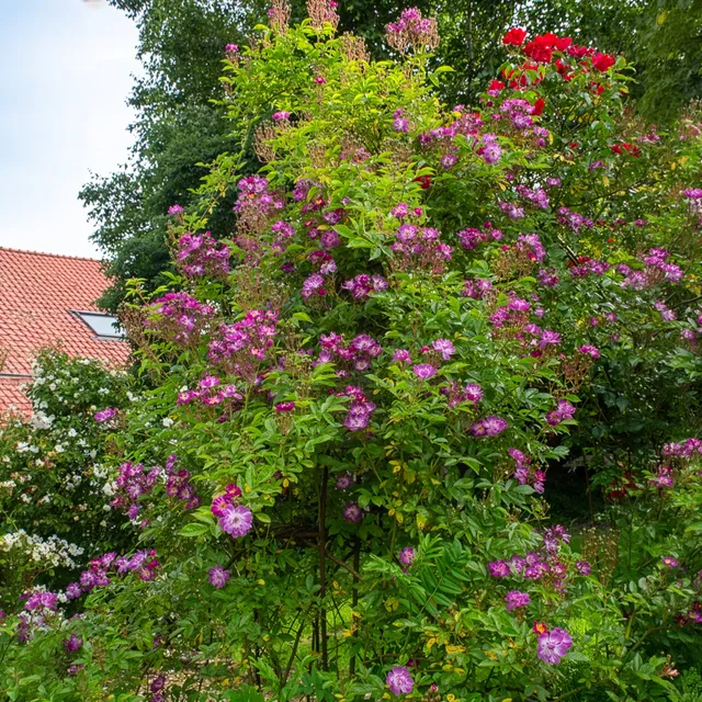 Bakker Veilchenblau rosier bleu violet tige 140cm