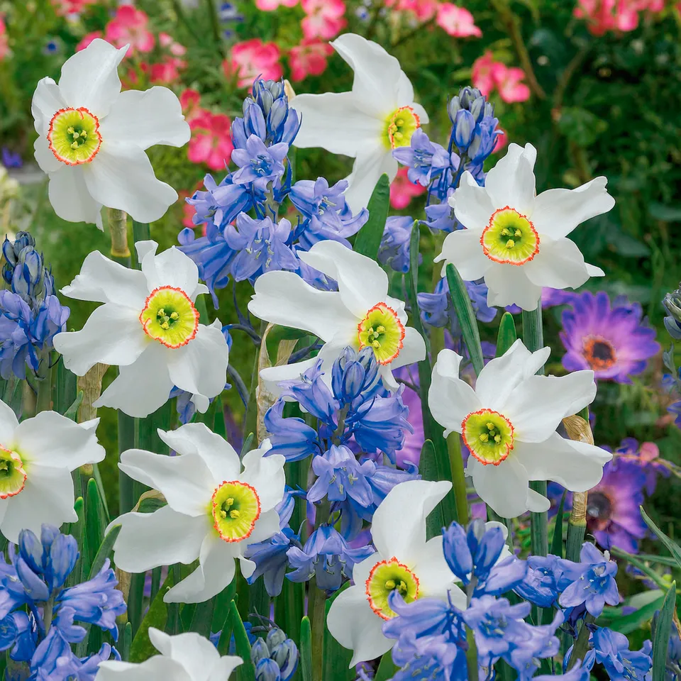 Bakker Bulbes Massif blanc bleu narcisse jacinthe 20 bulbes