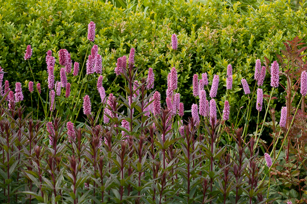Passion Vivaces Persicaria bistorta Hohe Tatra vivace rose mauve