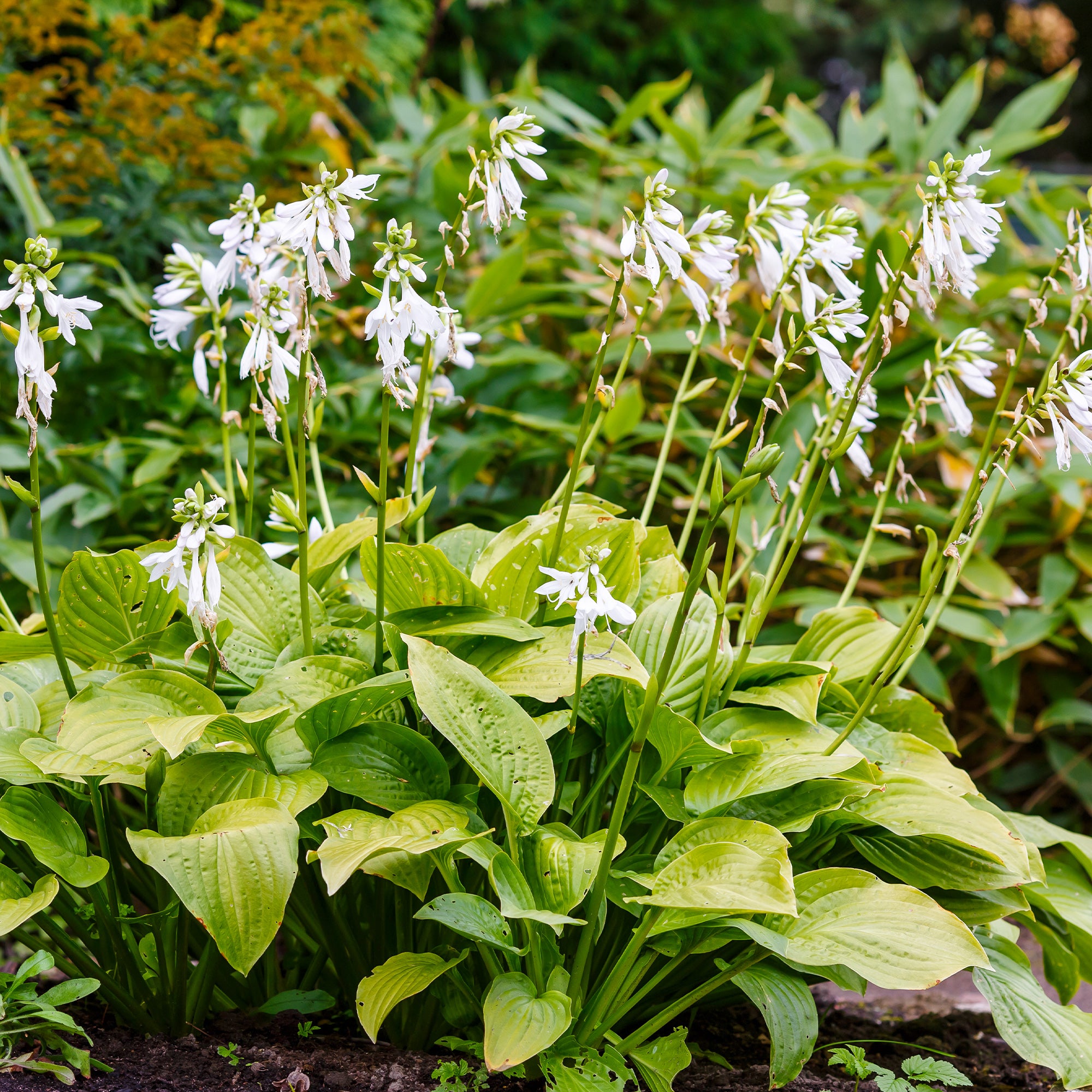 Bakker Hosta Royal Standard plante vivace pot 9cm parfumée