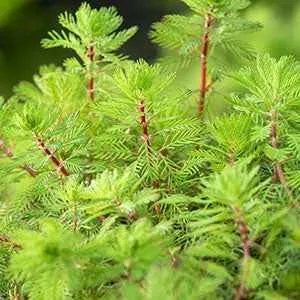 Bakker Red Stem myriophyllum bassin pot Ø11cm tiges rouges