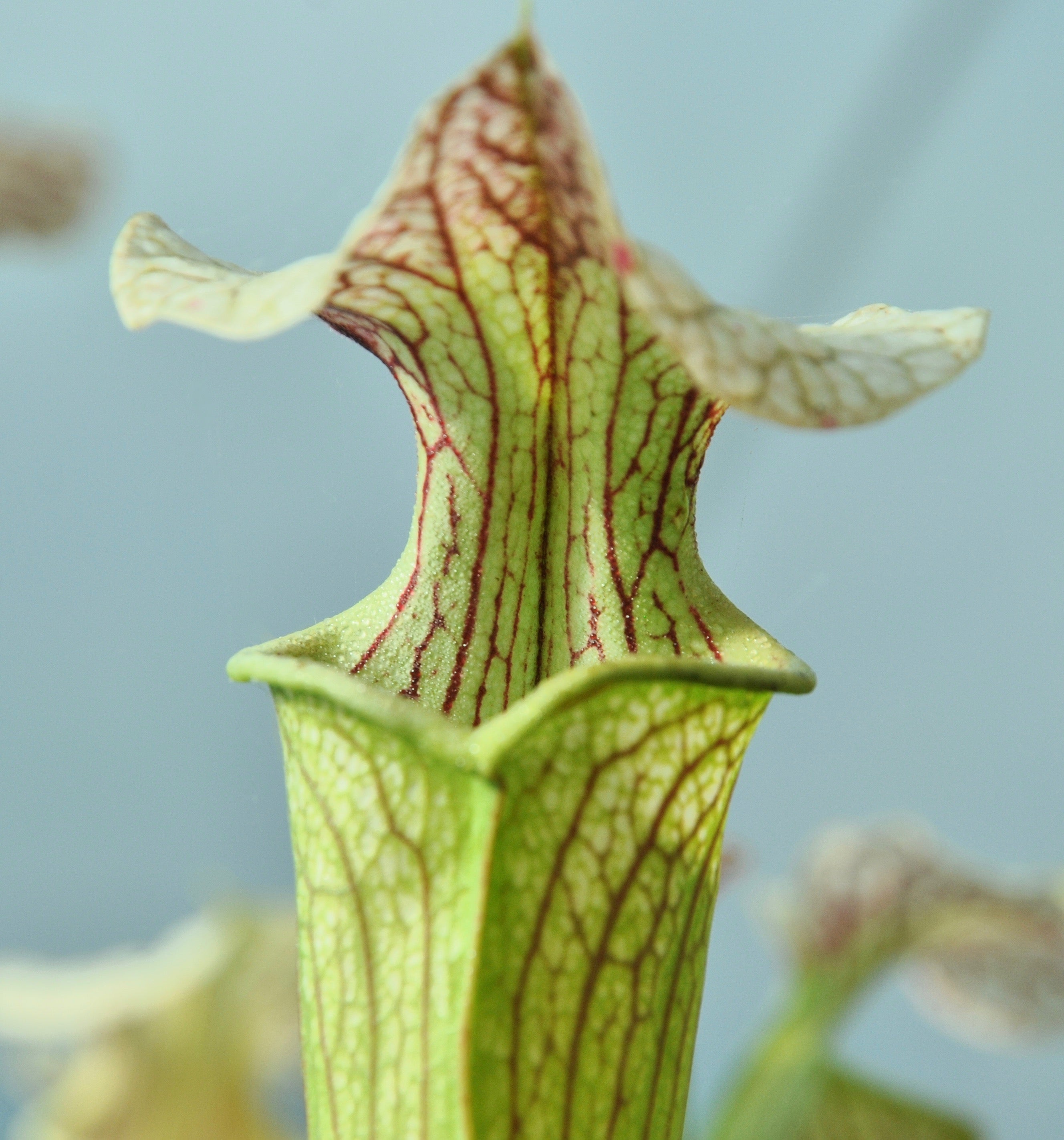 Carniflore Sarracenia x areolata giant plante carnivore 1 point