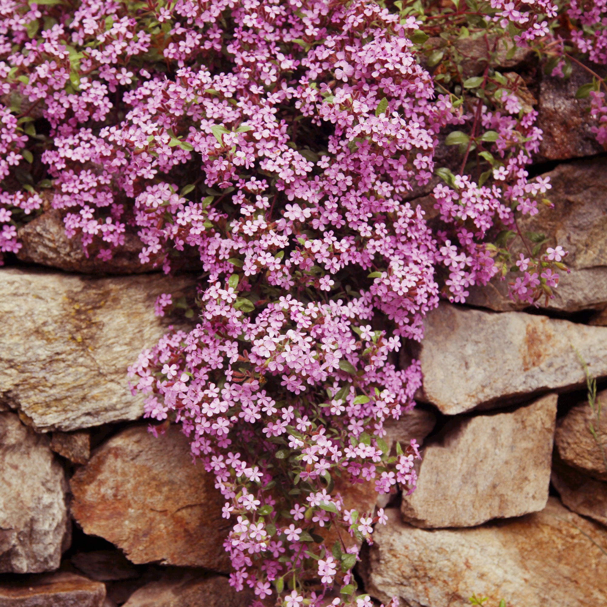 Bakker Collection 13 vivaces tapissantes couvre-sol mélange