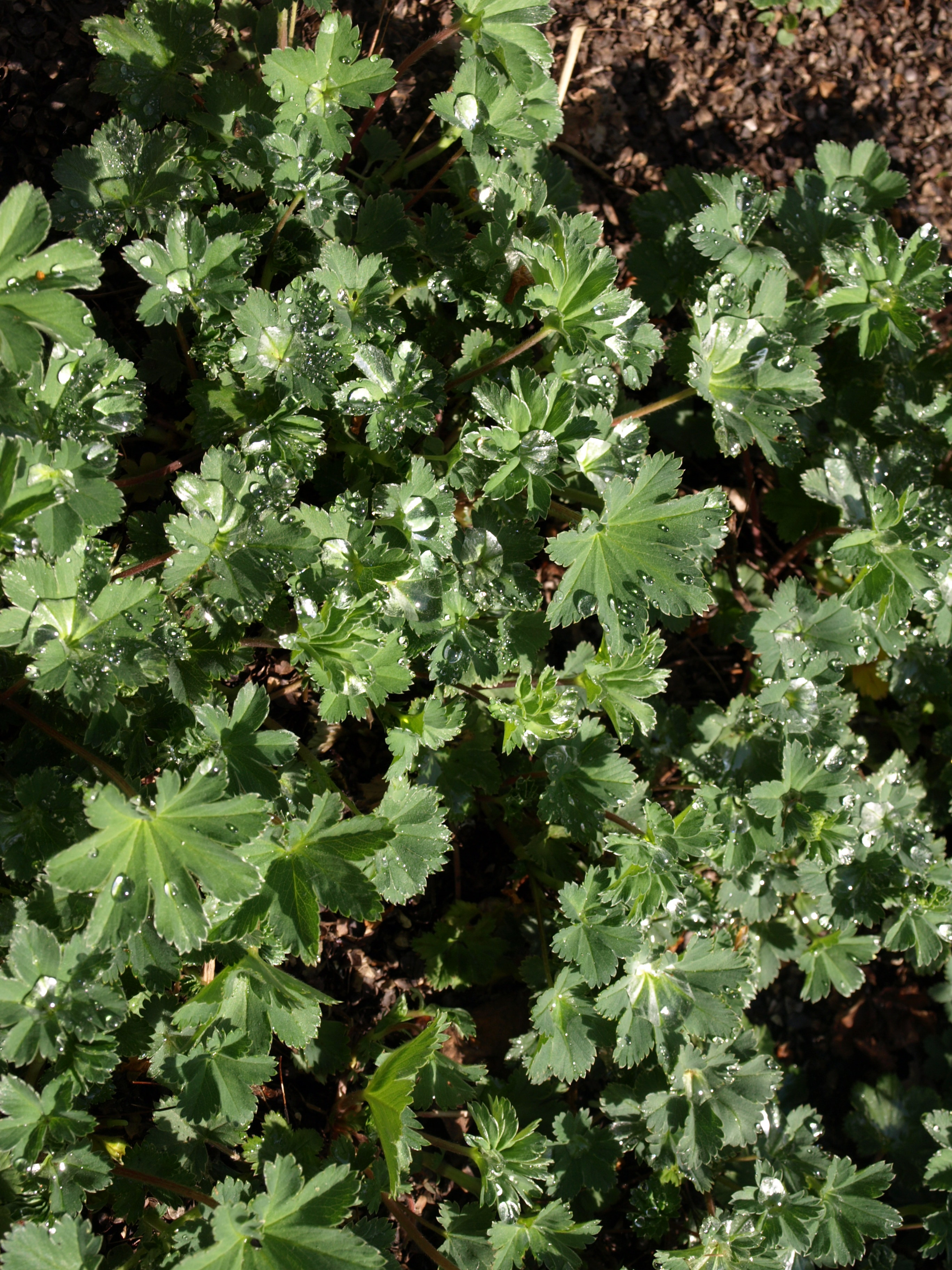 Passion Vivaces Alchemilla erythropoda plante naine godet
