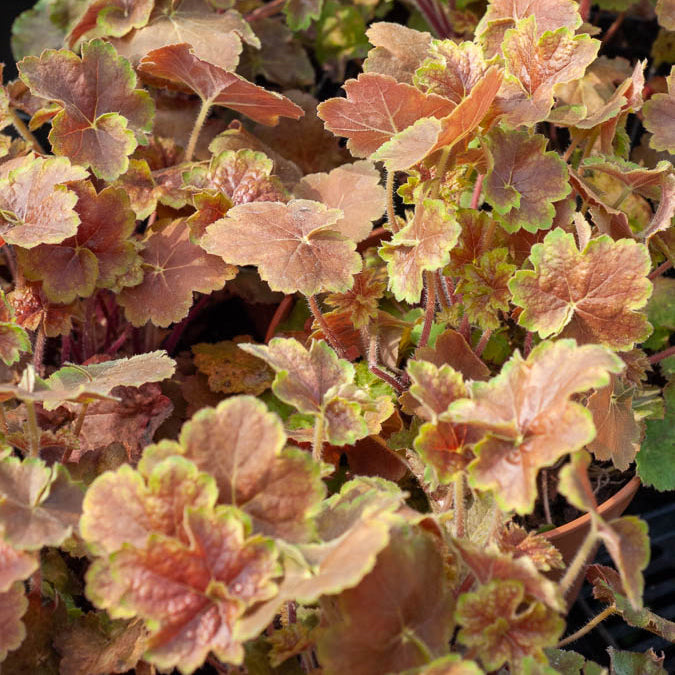 Bakker Heuchère Miracle vivace feuillage coloré pot 8cm
