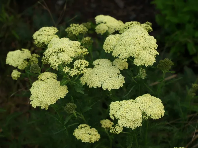 Passion Vivaces Achillea millefolium Hella Glashoff vivace fleurs jaunes