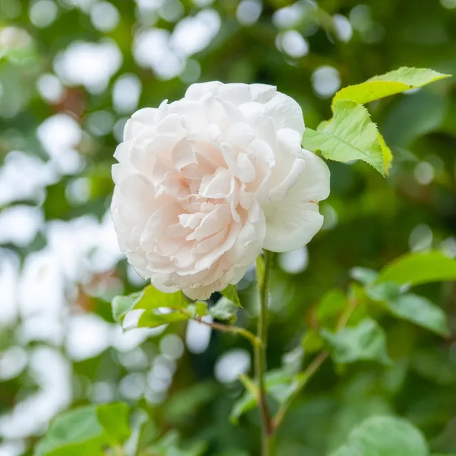 Bakker Rosier Mme Alfred Carrière grimpant pot 4L blanc